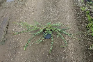Pot 2L