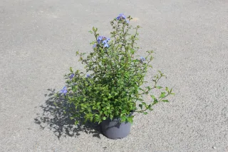 Pot 3L