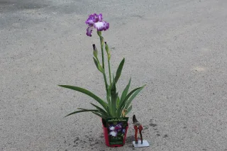 Pot 2,5L