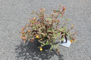 Pot 3L