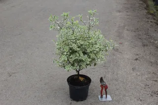 Pot 3L
