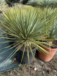 Pot 10L Hauteur 40-50 cm (hors pot)