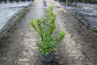 Pot 7.5L