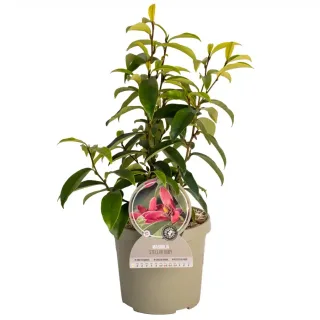 Pot 3,5L
