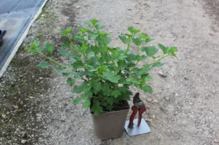 Pot 2L hauteur moyenne 20/40 cm (hors pot)