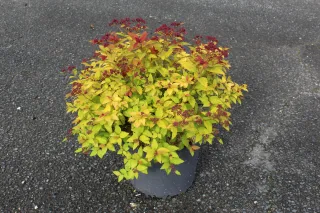 Pot 7.5L