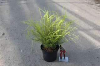 Pot 3L