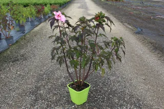 Pot 8L