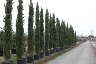 Pot 90L hauteur moyenne 400/450 cm (hors pot)