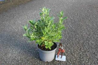 Pot 3L