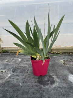 Pot 2,5L