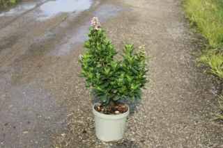 Pot 3.5L