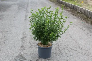 Pot 15L hauteur moyenne 60/80 cm (hors pot)