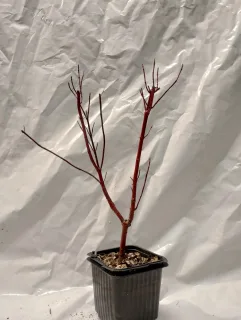 godet de 9 cm