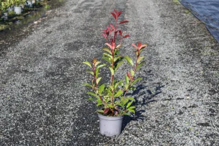 Pot 3L hauteur moyenne 60/80 cm (hors pot)