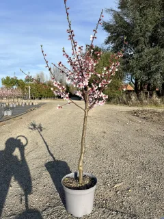 Pot 10L formé en gobelet sur une tige de 60-70 cm, hauteur totale de 125-150 cm (hors pot), plante âgée de 2 ans