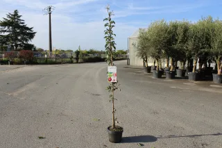 Pot 7.5L Arbre colonnaire – Hauteur 100-150 cm (hors pot)