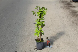 Pot 2L