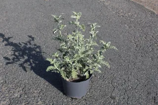 Pot 3L