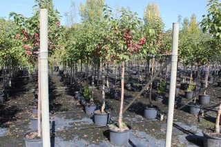 Pot 30L formé en tige de 200 cm, avec une force de 8 à 10 cm, pour une hauteur totale de 200 à 300 cm (hors pot)