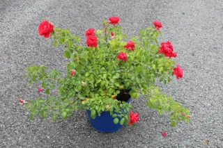 Pot 5L