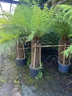 Pot 55L Tronc 60/70 cm