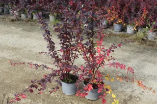 Pot 3L hauteur moyenne 60/80 cm (hors pot)