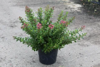 Pot 7.5L