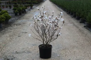 Pot 15L hauteur moyenne 80/100 cm (hors pot)