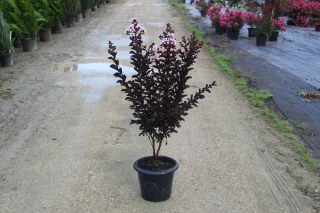 Pot 7.5L