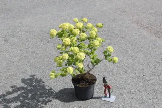 Pot 5L hauteur moyenne 30/40 cm (hors pot)