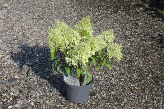 Pot 3L