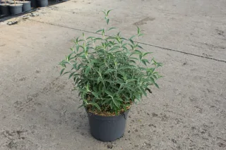 Pot 7.5L