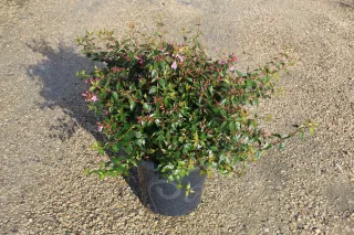Pot 7.5L