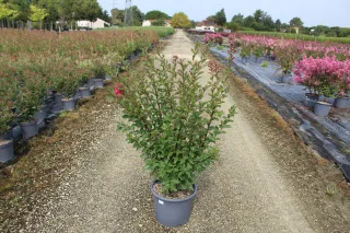 Pot 15L