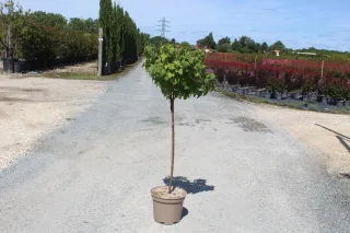 Pot 10L hauteur moyenne 100 cm (hors pot)