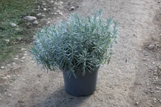 Pot 5L