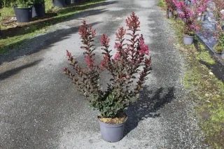 Pot 7.5L