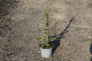 Pot 3L hauteur moyenne 40/60 cm (hors pot)