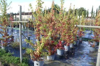Pot 15L formé en baliveau hauteur variable entre 150-250 cm (hors pot)