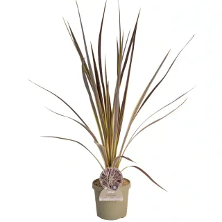 Pot 3,5L