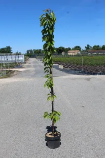 Pot 7.5L Arbre colonnaire – Hauteur 100-150 cm (hors pot)