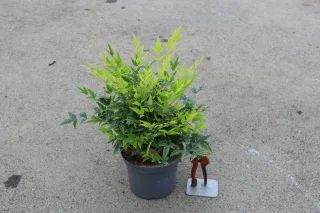 Pot 3L