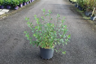 Pot 7.5L