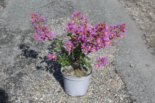 Pot 3L