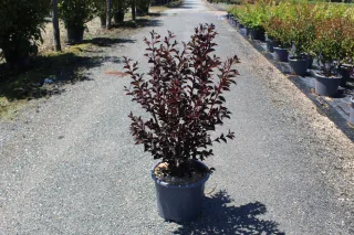 Pot 15L