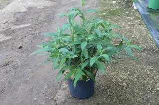 Pot 7.5L