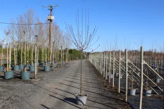 Pot 20L formé en ½ tige sur une tige de 150 à 200 cm, avec une force de 6 à 8 cm, pour une hauteur totale de 250 à 300 cm (hors pot)