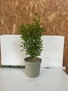 Pot 3,5L