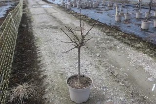 Pot 10L formé en ¼ de tige, hauteur totale de 60/80 cm (hors pot)